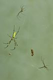 Joro spider female and two courters - 09-17-1807cr