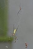Joro spider female and courter - 09-17-1842