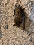 05-17 Bat in WWII submarine watch tower i9799