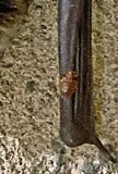 05-17 Bat bug on bat in WWII submarine watch tower i9799ehc