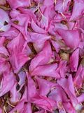 11-07 Camilla petals i4208ed