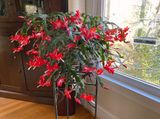 11-09 Thanksgiving cactus i4243