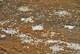 Vindhyagiri Hill Temple - Rice offering - India-2-0964