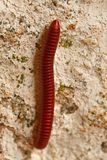 Vindhyagiri Hill Temple - Millipede - India-2-0981vhc