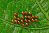 06-27 Squash beetle eggs 1718