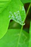 06-27 Tulip tree leafminer 1746