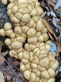 11-18 - Lycoperdon pyriforme - Pear-shaped puffball - i4380