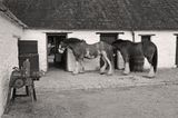 06-09-4566bw-s