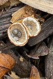 11-18 - Birds nest fungi - 4395hc