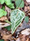 11-20 Leafminers on greenbriar i4401