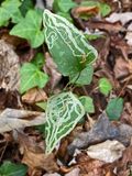 11-20 Leafminers on greenbriar i4400