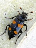 11-23 (Probably) Round-necked Sexton Beetle i4453.