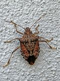11-23 Brown marmorated stinkbug i4455
