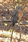 11-26 THAT explains why birds havent been coming to the feeders 6839