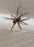 12-12 Visiting Wolf spider i4657