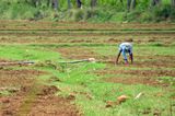 Ever weeding - India-2-1069cr