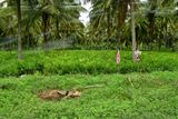Scarecrow - India-2-1074