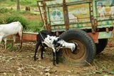 His friend the tire - India-2-1082