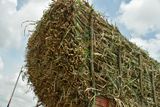 Sugarcane harvest on the road - India-2-1105