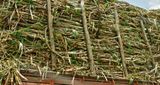 Sugarcane on the road - India-2-1106hc