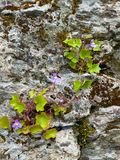 06-09 Blarney Castle gardens i0477