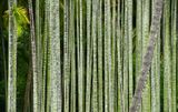 Bamboo - India-2-1125