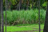 Sugarcane - India-2-1132