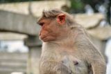 Chamundeshwari Temple monkey - India-2-1257