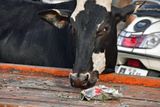 At the news thats fit to eat! - India-2-1290