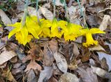 02-10 Daffodils i5469
