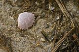 05-19 Lady crab carapace 3932