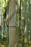 03-05 Moso bamboo in the Giant Bamboo Forest 6852