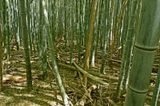 03-05 Moso bamboo in the Giant Bamboo Forest 6859