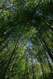 03-05 Moso bamboo in the Giant Bamboo Forest 6861