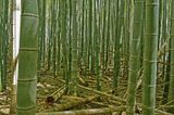03-05 Moso bamboo in the Giant Bamboo Forest 6868