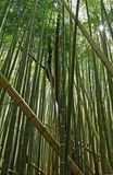 03-05 Moso bamboo in the Giant Bamboo Forest 6871
