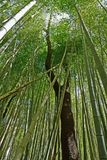 03-05 Cherry tree in Moso bamboo in the Giant Bamboo Forest 6876