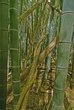 03-05 Moso bamboo in the Giant Bamboo Forest 6882