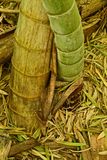 03-05 Moso bamboo in the Giant Bamboo Forest 6890