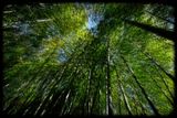 03-05 Moso bamboo in the Giant Bamboo Forest 6896ed