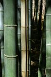 03-05 Moso bamboo in the Giant Bamboo Forest 6923