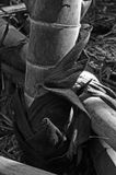 03-05 Moso bamboo in the Giant Bamboo Forest 6930bw