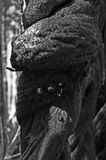 03-05 Trumpetvine 6937bw