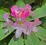 04-28 Rhododendron i6722