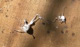 05-01 Cellar spider fungus i6794