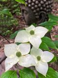 05-05 Kousa dogwood i6833
