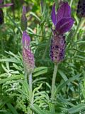 05-06 Lavender i6847