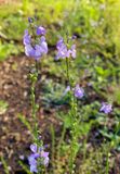 05-09 Blue toad flax i6896