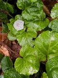 05-14 Mountain laurel blossom on galax leaves i7004