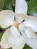 06-03 Magnolia i7267